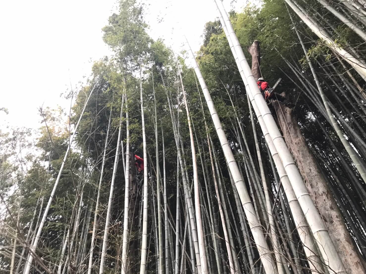 クライマー２名で上部から少しずつ高さを下げながら作業を進めます。